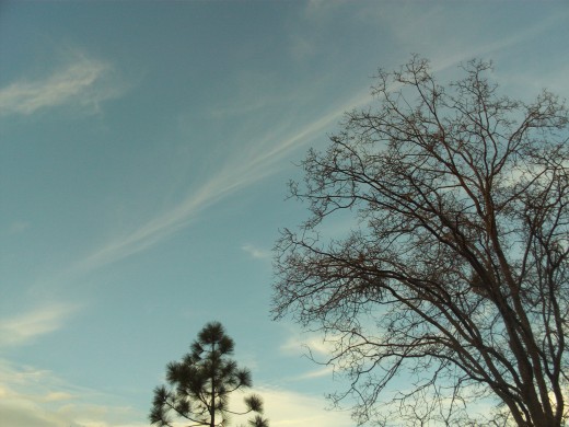 Cloud streaked sky with trees.