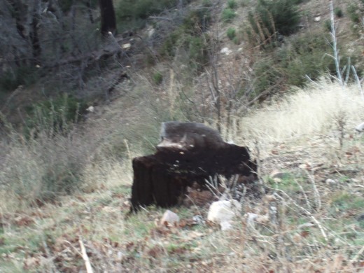 A burned tree stump on a hillside.