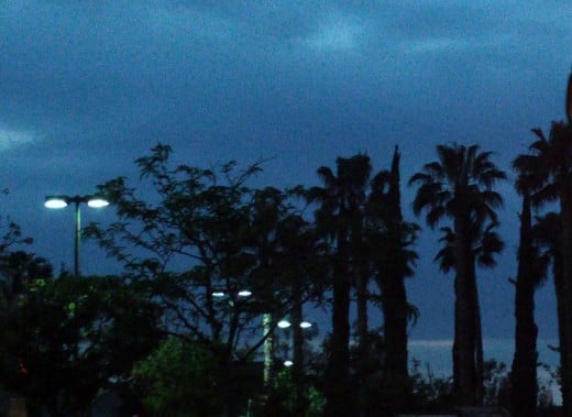 Pictures of palms in Southern California around sunset.