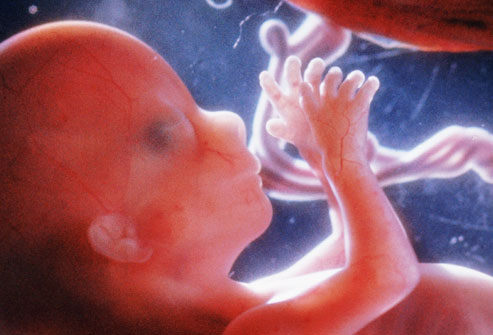  16 weeks gestation.This little one can blink and even has fingerprints. Mom may be feeling her baby's movement.
