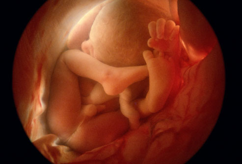 36 weeks Now at about 18.5 inches and 6 lbs the baby is developing her brain rapidly. Head is usually down now and the infant is considered term at 37 weeks