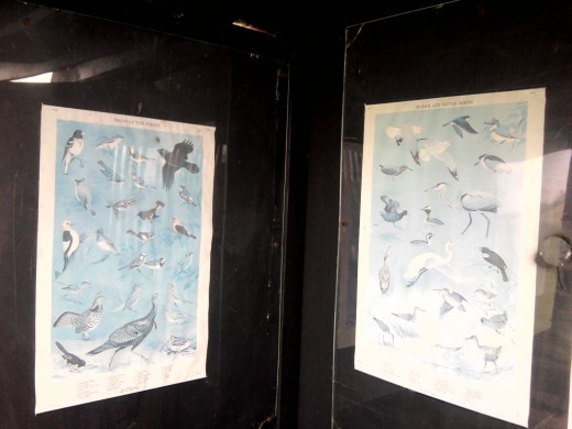 Bird identification posters inside bird blind.