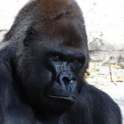 BrantleyFoster profile image
