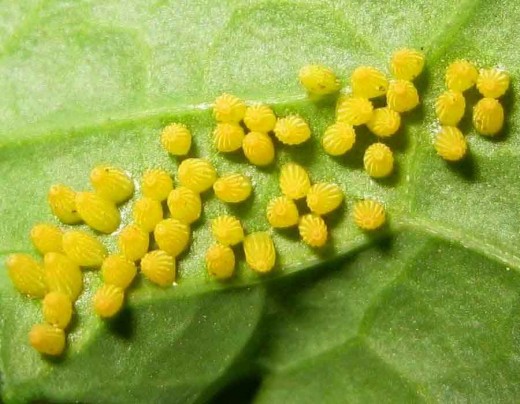 Butterfly Eggs You Can Find Around Your House