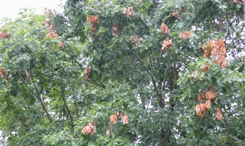 Damage done by periodical cicada brood.