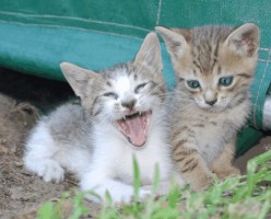 Common Worms Found in Cats