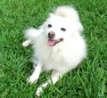 Top 10 Best Dogs for Children and Small Children