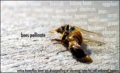 Colony Collapse Disorder and Cell Phones
