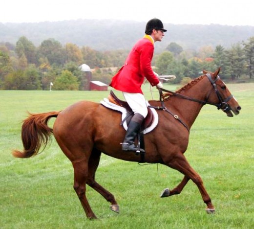 the american saddlebred horse