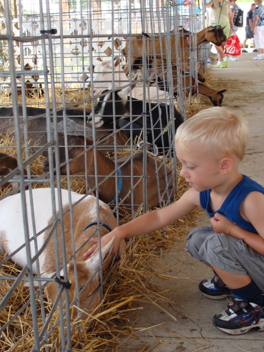 Kids love to pet the animals at local fairs.