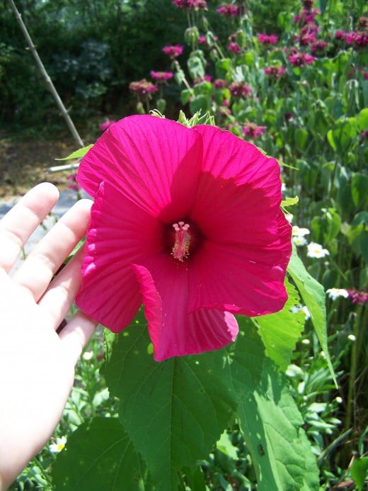 First Year Hardy Hibiscus Bloom. They Get Larger than This!