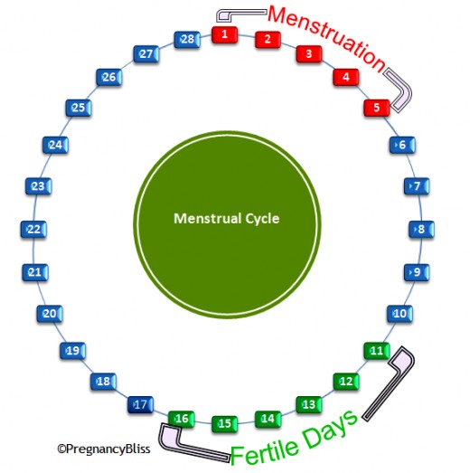 Not every menstrual cycle lasts 28 days. If a woman's cycle is shorter, it means her 'fertile days' arrive earlier. If she has a long cycle, ovulation takes place later and consequently the fertile days are later on in the cycle and not 'mid-cycle'.