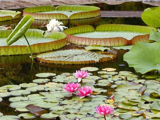 Ponds add beauty to backyards and gardens, and can help attract natural wildlife.