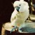 White cockatoo White cockatoo