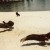 Scavengers drying their feathers on the beach Scavengers drying their feathers on the beach