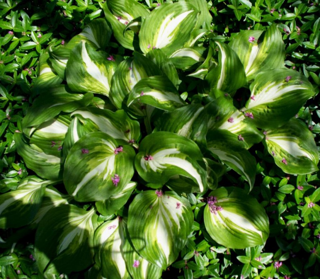 how to plant and care for shade loving hostas how to plant and care for shade loving hostas