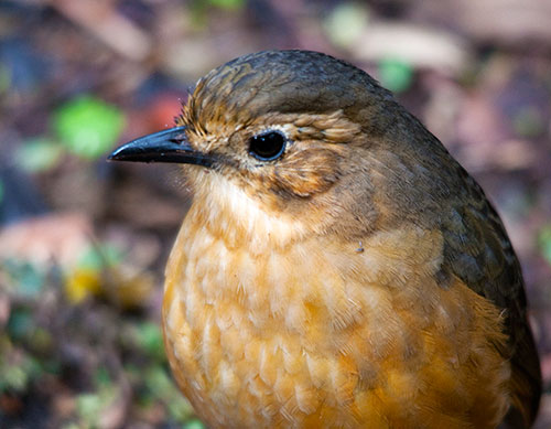 Tawny Antpitta