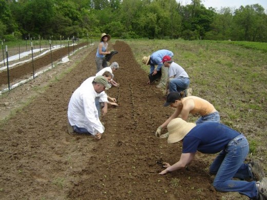 La Vista shareholders help plant lettuce seeds