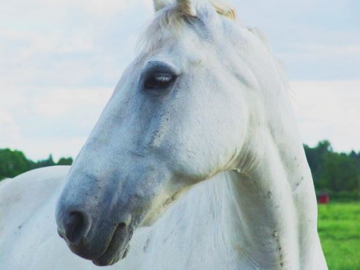 Grey Horse pic