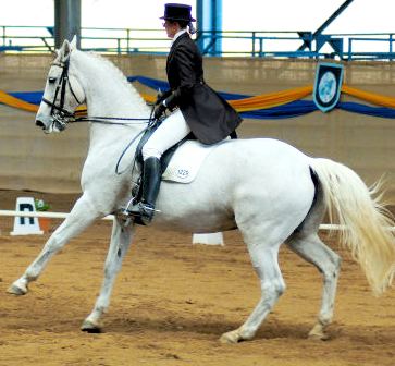 White Dressage Horse image