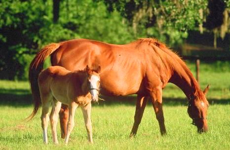 Chestnut Horse photos and Chestnut Foal Picture