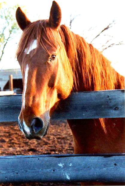 big red horse pic