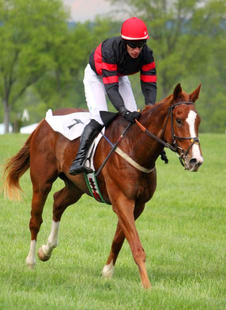 Red Horse Pic - Racing Horse Pic