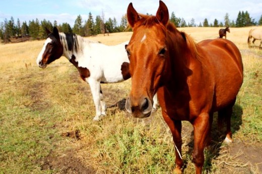 red wild horse picture