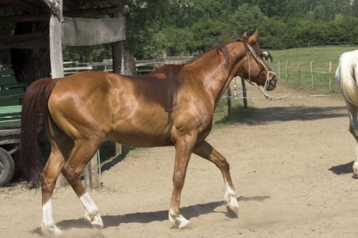 shiny red horse