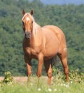 Palomino Mares for Sale and Palomino Stallions for Sale