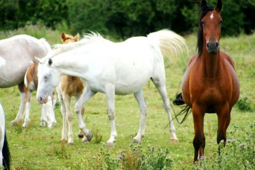 The Wild Brumby Horse