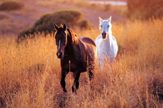 Australian Feral Horse Picture