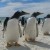 Penguins - cool bird watching