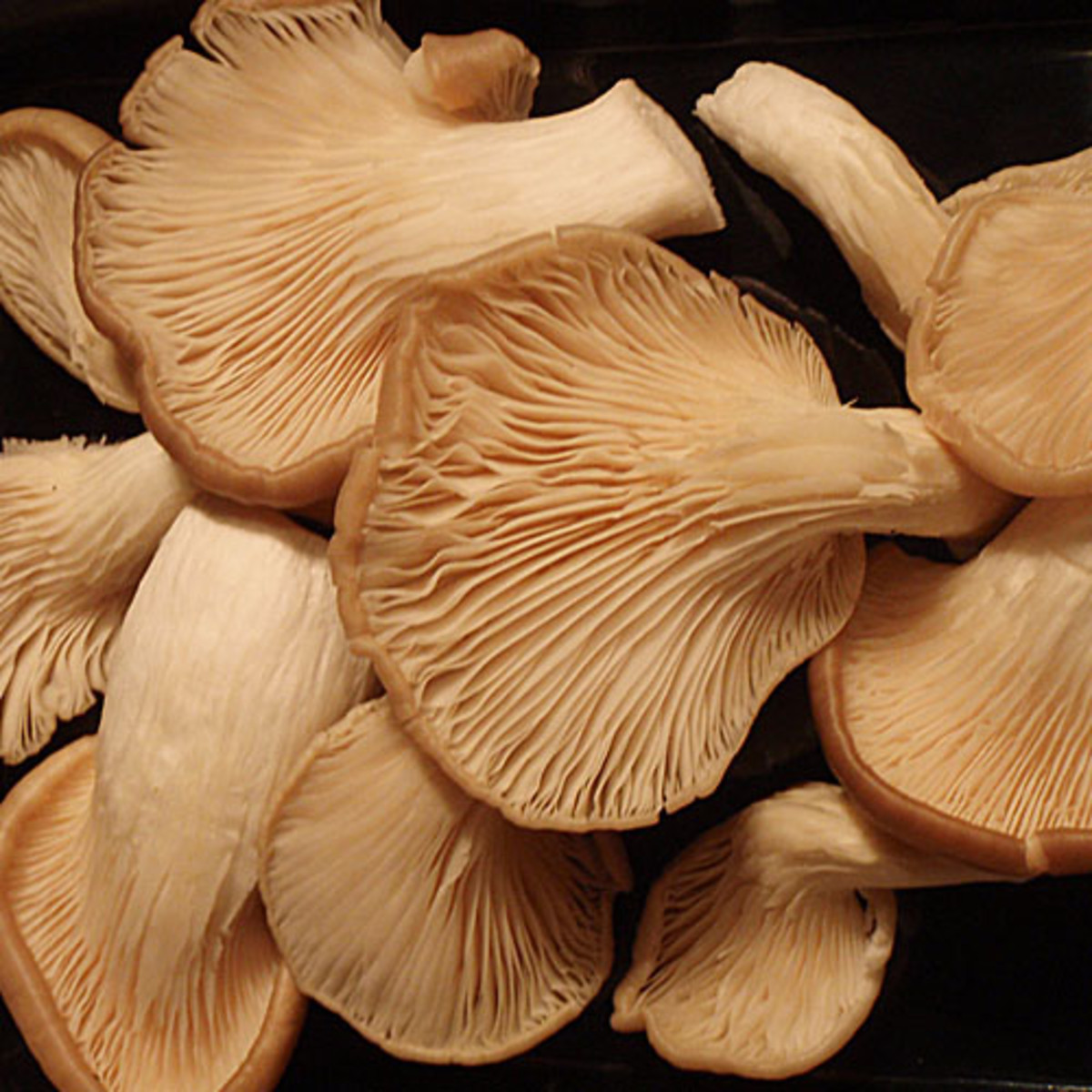 What Are The Different Types Of Edible Mushrooms and How ...
