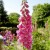 Foxglove Foxglove