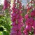 Foxglove Foxglove