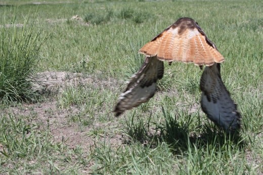 Red-tailed Hawk takes flight