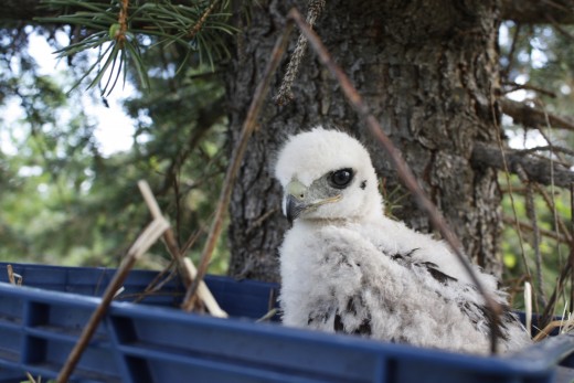 A Red-tailed Hawk nestling at the Raptor Center