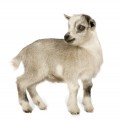 Pygmy Goat Basics