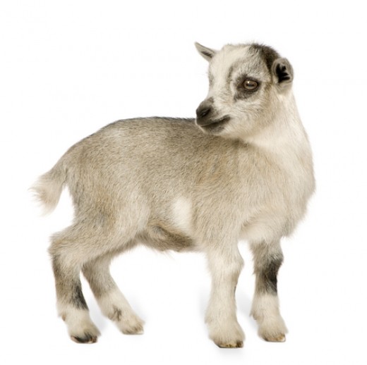 Pygmy Goat Basics hubpages