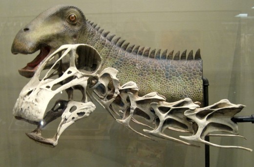 Nigersaurus (plant eater) Nigersaurus (plant eater)