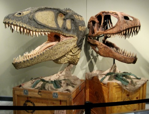 Carcharodontosaurus Flesh & Skull Models (meat eater) Carcharodontosaurus Flesh & Skull Models (meat eater)