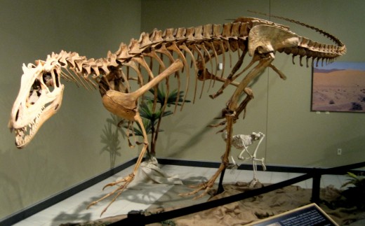 Deltadromeus Meat Eater Deltadromeus Meat Eater