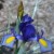 Beardless irises are also easy to divide and share. These are less than a year old and won't need to be divided for at least two years.