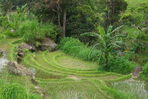 Rice Paddy field near World's End in Sri Lanka