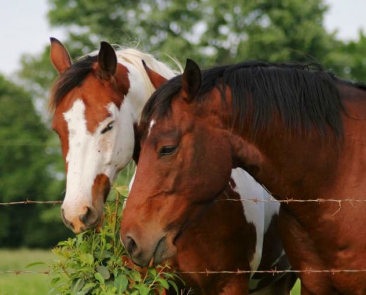 horses eating leaves