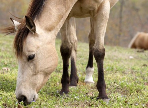 horse eating grass
