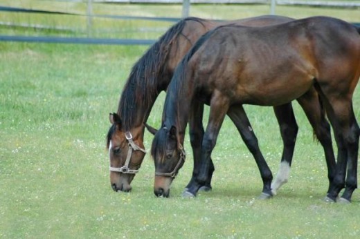 two horses eating