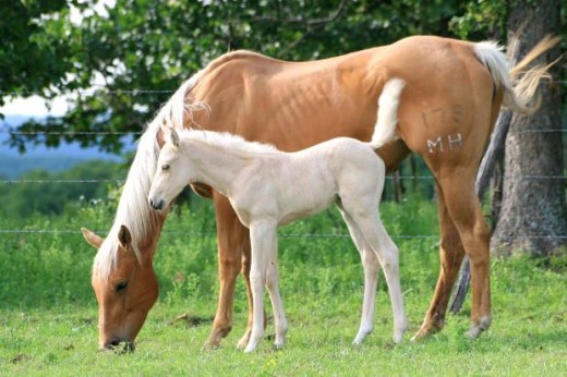 palomino mare and foal