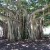 Bodhi tree Bodhi tree